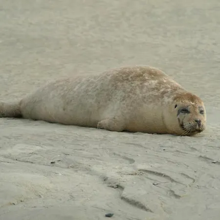 Le Voyageur A La Vue *